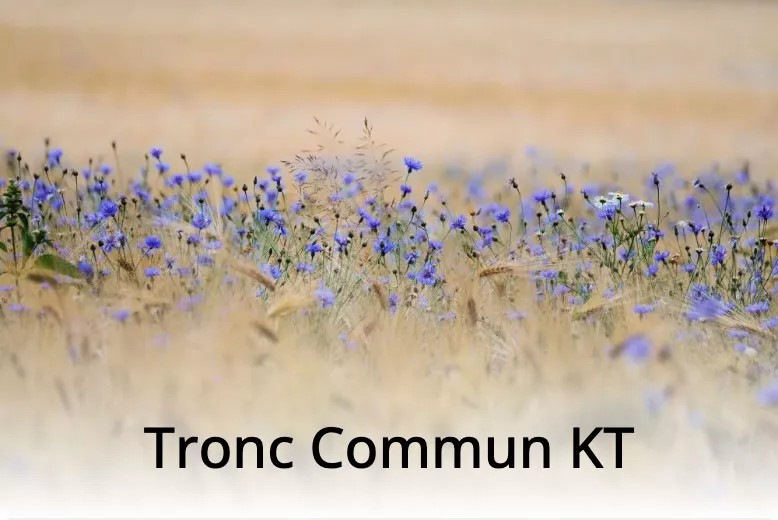Tronc Commun KT